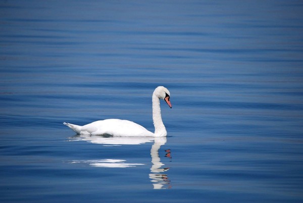 ▲▼天鵝，孤獨，獨自。（圖／pixabay）