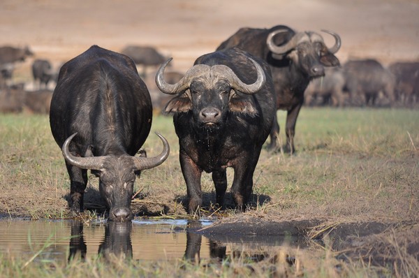 ▲斯里蘭卡國家公園的水牛被花豹襲擊。（圖／取自免費圖庫pixabay）