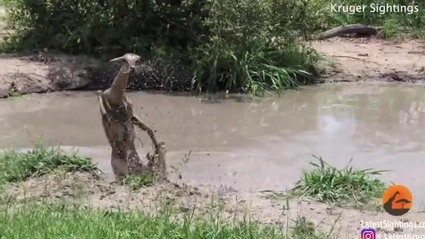 ▲▼羚羊遭到水中鱷魚咬住拼命掙扎。（圖／翻攝自Instagram／@latestkruger）