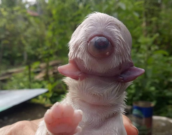 ▲▼菲律賓一隻剛出生的小狗是「獨眼雙舌」的畸形胎，但因為牠沒有鼻子，沒多久就窒息而亡。（圖／翻攝自Facebook／@Amie de Martin）
