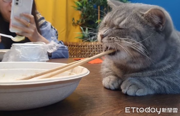 ▲▼貓偷吃餐桌東西結果咬到筷子。（圖／粉專「金牌島輝愛搗蛋」授權提供）