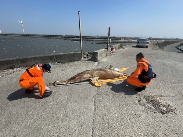 ▲海巡署在彰化海域發現死亡鯨豚。（圖／海巡署第三岸巡隊提供）