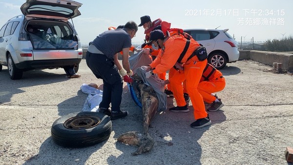 ▲海巡署在彰化海域發現死亡鯨豚。（圖／海巡署第三岸巡隊提供）