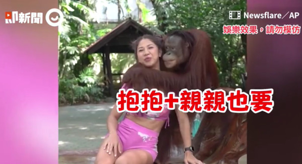 ▲泰國紅毛猩猩「兩手襲胸」！還扁嘴色瞇瞇笑　女遊客尷尬到爆笑。（圖／翻攝自即新聞）