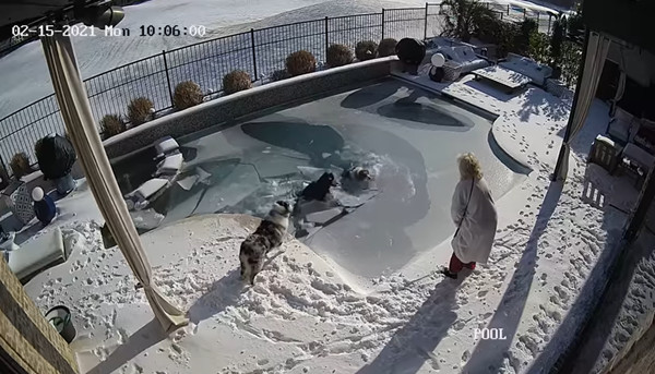 凍到游泳池結冰！目睹愛犬墜落冰池　男主人捨命下水救狗。（圖／翻攝自Facebook／Dan Holmes）