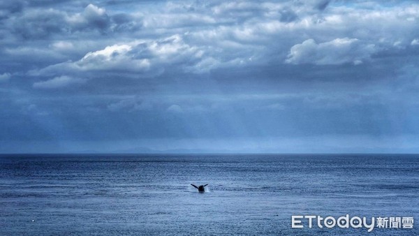 ▲罕見大翅鯨母子蘭嶼現蹤「躍身擊浪」　居民驚嘆：15年來首見。（圖／網友顏子矞提供）