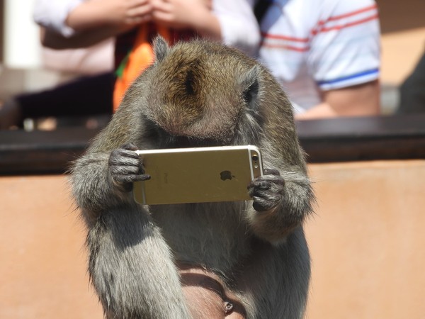 ▲▼新竹動物園馬來猴滑手機。（圖／翻攝自爆廢公社公開版）