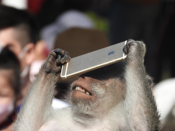 ▲▼新竹動物園馬來猴滑手機。（圖／翻攝自爆廢公社公開版）