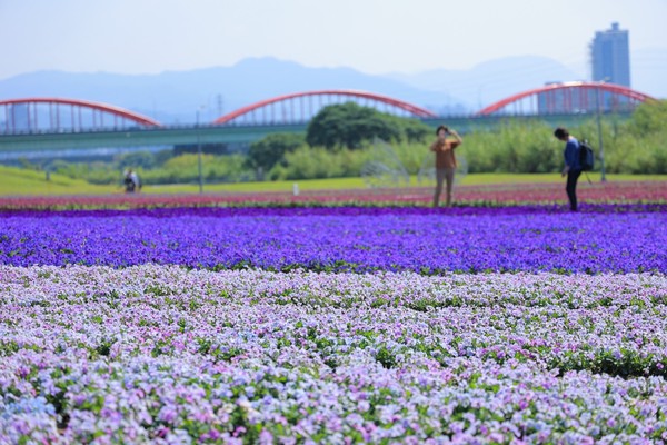 ▲古亭河濱公園近期佈置了紫色花海。（圖／北市水利處提供）