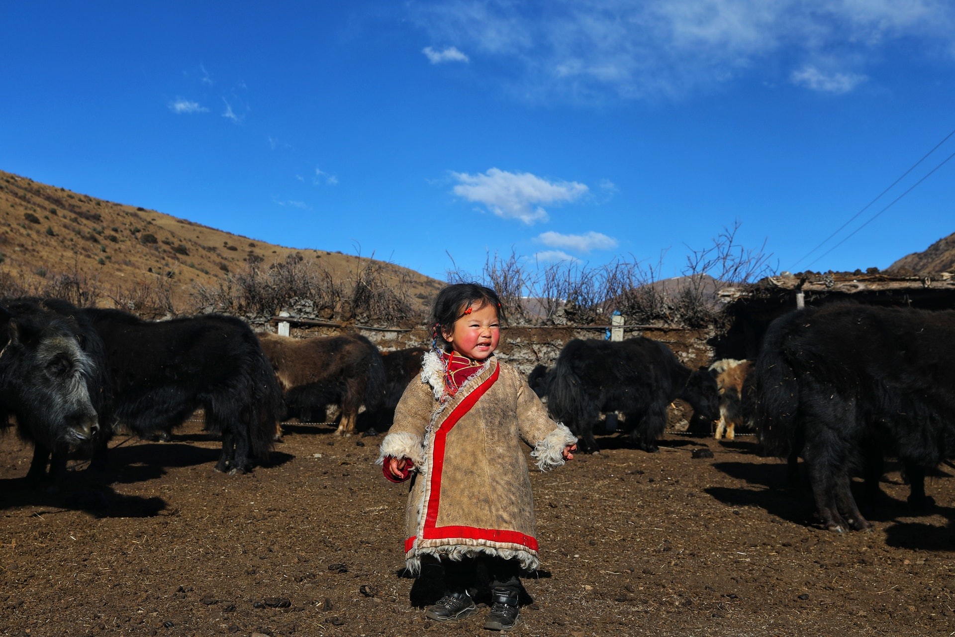 ▲▼4歲藏族女孩小卓瑪「純真萌樣」爆紅。（圖／翻攝自影片）