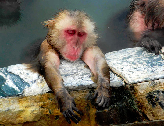 北海道猴子泡湯，表情超享受。（圖／翻攝函館市熱帶植物園）