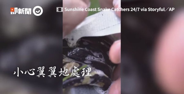 ▲蟒蛇遭纏膠帶「防止逃跑」尾部鱗片掀起　捕蛇專家暖救援。（圖／即新聞／Sunshine Coast Snake Catchers 24/7）