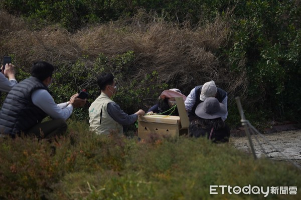 ▲台南鳥會在四草土城及七股頂山，野放了兩隻黑面琵鷺，腳環編號分別為N08以及N09。（圖／台南鳥會提供，下同）