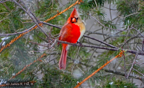 ▲▼有美國鳥友發現了一隻罕見的「雌雄同體」北美紅雀。（圖／翻攝自Facebook／@Jamie Hill）