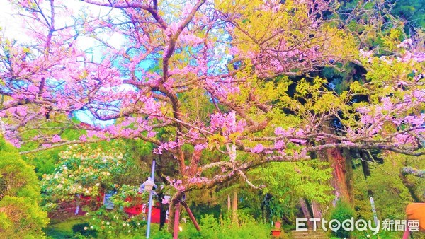 ▲阿里山森林遊樂園區櫻花季期間為3月10日至4月10日，櫻王預計在3月中旬至下旬盛開。（圖／記者蔡佩旻翻攝）