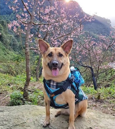 ▲鶯歌走失汪躲車底！　警收編成機關犬「喜迎身分證」帥氣陪巡邏。（圖／新北市動保處提供）