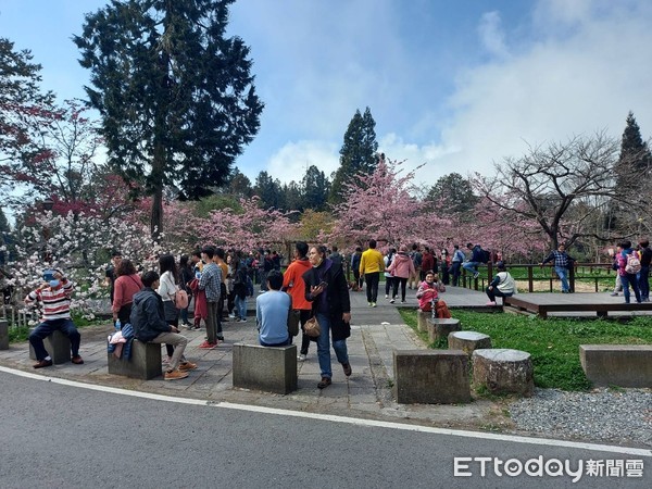 ▲大阿里山區人潮湧入賞櫻花。（圖／林務局嘉義管理處提供）