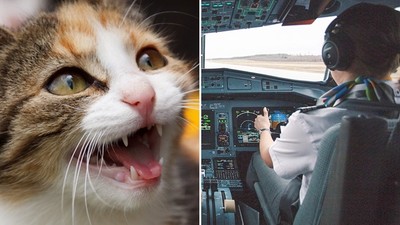 「呼叫塔台！本班機被貓咪挾持啦」浪貓闖駕駛艙伸尖爪攻擊　國際航班急迫降