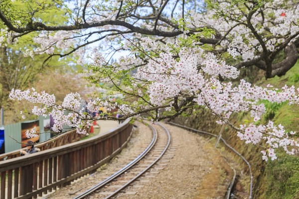 ▲▼嘉義阿里山櫻花。（圖／可樂旅遊提供）