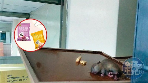 小華提供的蒐證影片中，可見到廠房內被黏鼠板抓住的老鼠，正奄奄一息地掙扎著。（讀者提供）