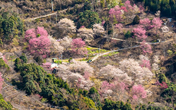 ▲▼萬里山園。（圖／ㄚ綾綾單眼皮大眼睛提供，以下皆同，請勿隨意翻拍以免侵權）