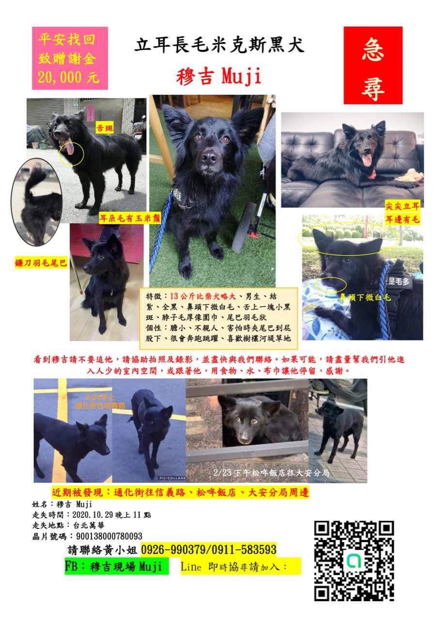  ▲毛毛你在哪／長毛黑犬穆吉萬華走失現蹤大安　姐淚喊：回家過生日。（圖／飼主黃小姐提供，下同）