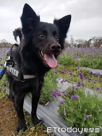 ▲毛毛你在哪／長毛黑犬穆吉萬華走失現蹤大安　姐淚喊：回家過生日。（圖／飼主黃小姐提供，下同）