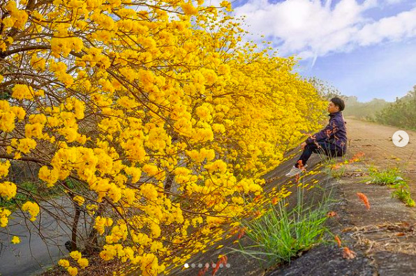 ▲▼嘉義台林橋黃花風鈴木爆炸綻放。（圖／IG@beckhamhong66提供，下同，請勿任意翻攝以免侵權）