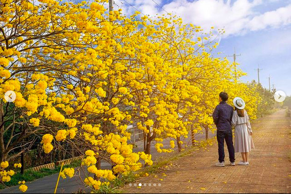 ▲▼嘉義台林橋黃花風鈴木爆炸綻放。（圖／IG@beckhamhong66提供，下同，請勿任意翻攝以免侵權）