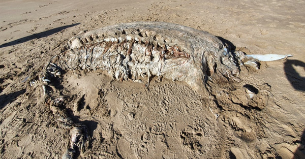海灘發現7公尺長神秘海怪　「無頭無四肢」專家困惑：不是鯨魚！（圖／翻攝自Facebook／Marine Environmental Monitoring）