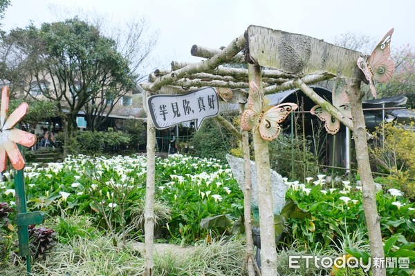 ▲「苗榜海芋園」是竹子湖海芋園中面積最大的一座。（圖／記者彭懷玉攝）