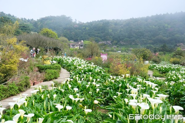 ▲「苗榜海芋園」是竹子湖海芋園中面積最大的一座。（圖／記者彭懷玉攝）