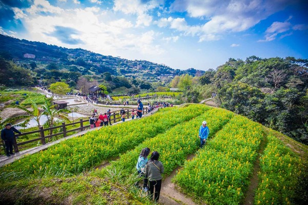 ▲▼貓空魯冰花海。（圖／大手牽小手。玩樂趣！！！提供，以下皆同，請勿隨意翻拍以免侵權）