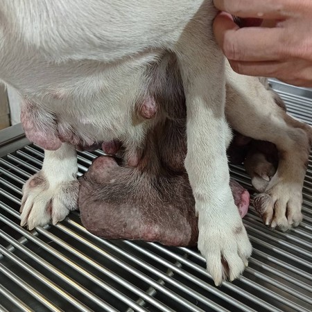 ▲▼泰國一隻狗狗罹患怪病，全身長滿巨大腫瘤。（圖／翻攝自Facebook／Renata Goodley）