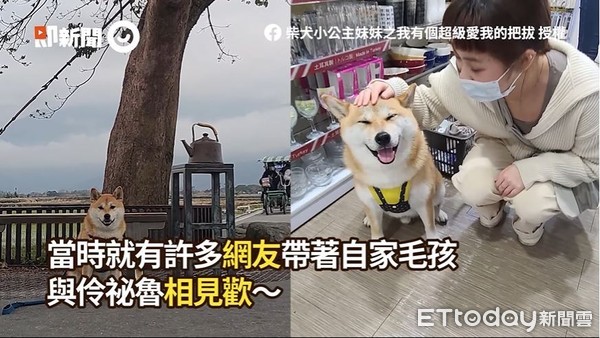 ▲▼柴犬跟爸玩太累...「睡到石化」！　四腳朝天安心睡：因為在你身邊。（圖／柴犬小公主妹妹之我有個超級愛我的把拔授權）