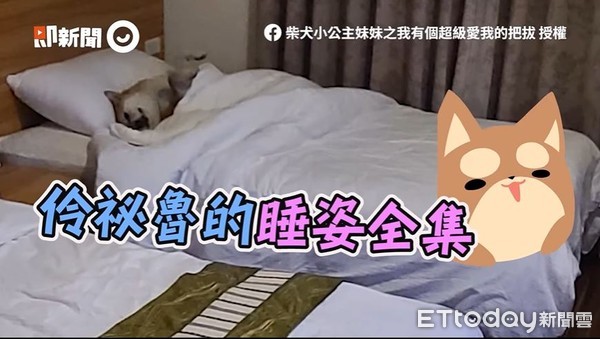 ▲▼柴犬跟爸玩太累...「睡到石化」！　四腳朝天安心睡：因為在你身邊。（圖／柴犬小公主妹妹之我有個超級愛我的把拔授權）