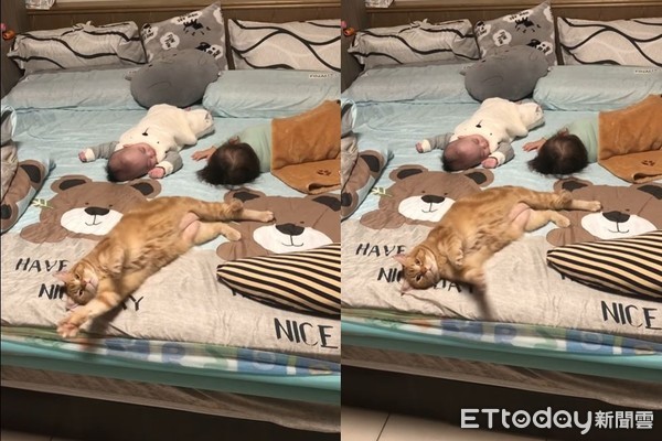 ▲貓保姆等2嬰兒睡著　「累倒床上」翻身向媽招手：快來抱抱我。（圖／有點毛毛的／粉專「喵喵小奶姬」提供）