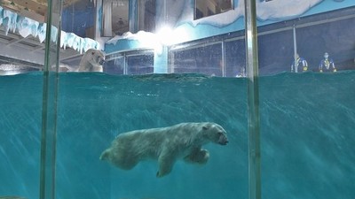 跟北極熊住一起！黑龍江打造「房間包圍動物」旅館　動保崩潰：等同被虐待