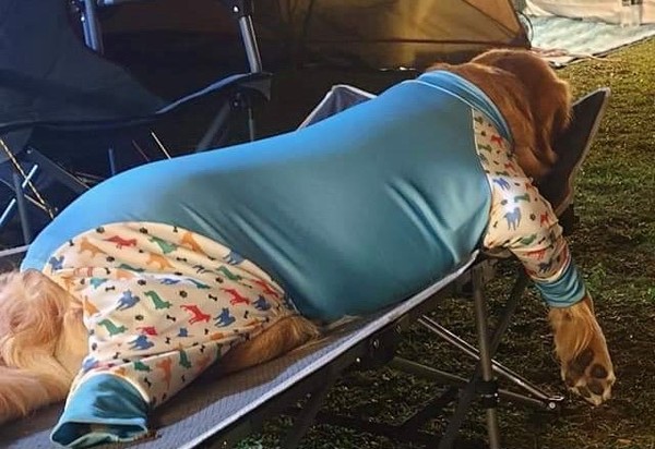 ▲阿金露營度假「軟癱座椅」累到睡昏去！　網笑噴：帳篷牠搭的？（圖／有點毛毛的／粉專「歐 什麼來著？」提供）