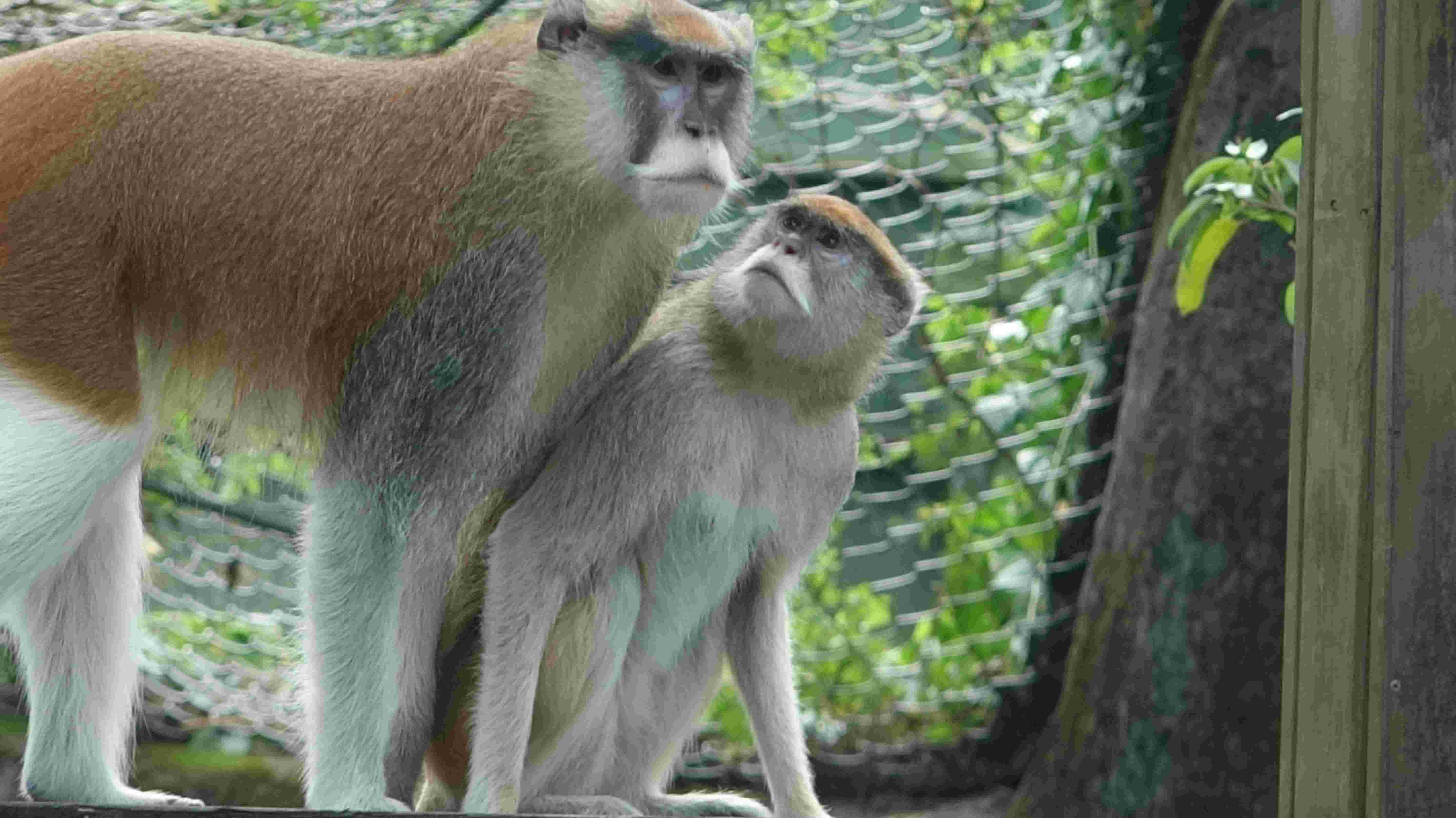 ▲▼台北市立動物園非洲動物區的紅猴「男道（公）」，在昨天約11點5分左右奪門而逃，目前還下落不明。（圖／台北市立動物園提供）