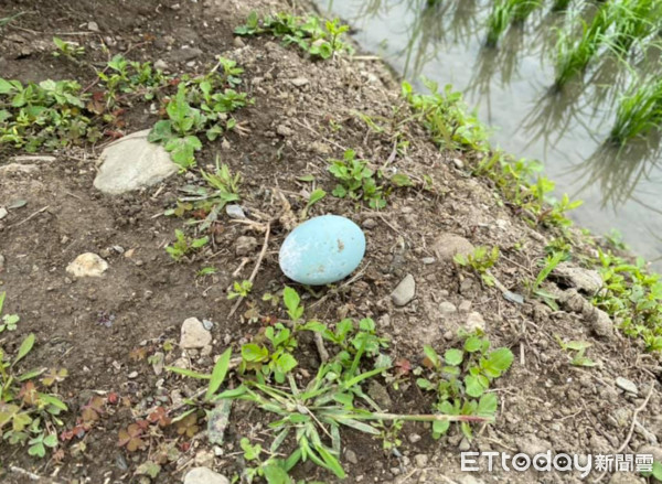 ▲田裡蹦出「藍色神秘蛋」！青農一追查：又給我亂棄嬰。（圖／網友魏瑞廷提供，請勿隨意翻拍，以免侵權。）