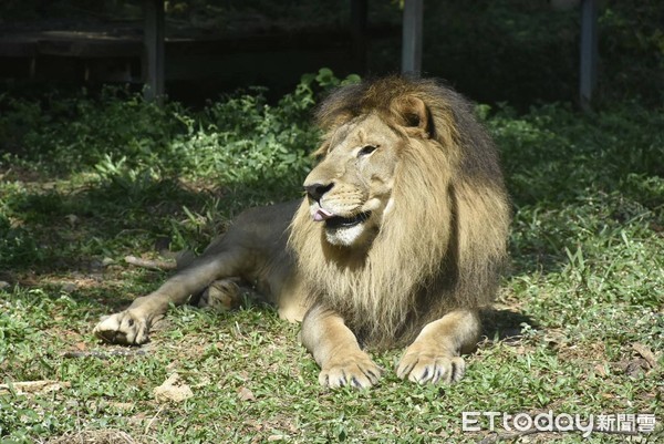 ▲壽山動物園非洲獅「小巴」於2020年3月12日病逝。（圖／壽山動物園提供）