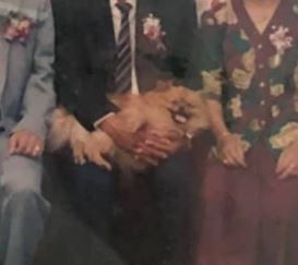▲▼25年前爸媽結婚照上有隻萌系小博美。（圖／有點毛毛的／網友王柔蘋提供）