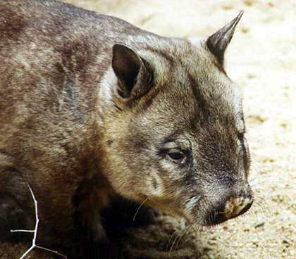 ▲▼南澳毛鼻袋熊（Northern hairy-nosed wombat）又稱昆士蘭毛吻袋熊，是瀕臨絕種的生物。（圖／翻攝自wiki CC BY-SA 2.0 de）