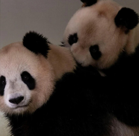 ▲▼ 博瓦勒動物園（Zoo de Beauval）飼養了兩隻由中國借來的大貓熊：雄性的「圓仔」和雌性的「歡歡」。（圖／翻攝自博瓦勒動物園IG）
