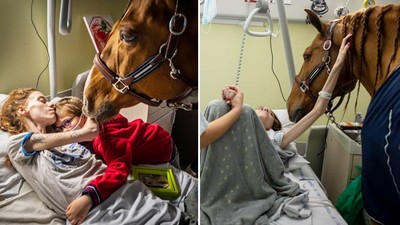 「馬醫生」讓癌末病人找回笑容！溫柔老馬從賽場退役　如今最愛在病床邊陪伴患者