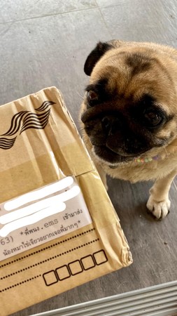 媽媽為了愛犬訂包裹。（圖／翻攝自Kaijeaw Thestories）