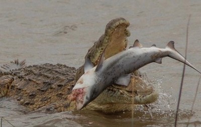 鱷魚小鯊魚互咬！攝影師拍下尼羅河驚天大戰　兩敗俱傷輸家遭生吞活剝