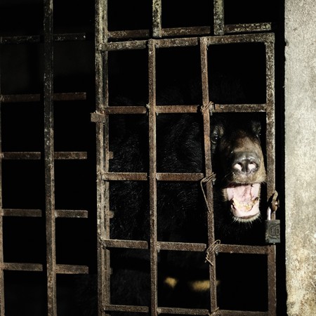 ▲▼2黑熊遭囚黑暗地下牢籠17年 。（圖／翻攝自FOUR PAWS International）