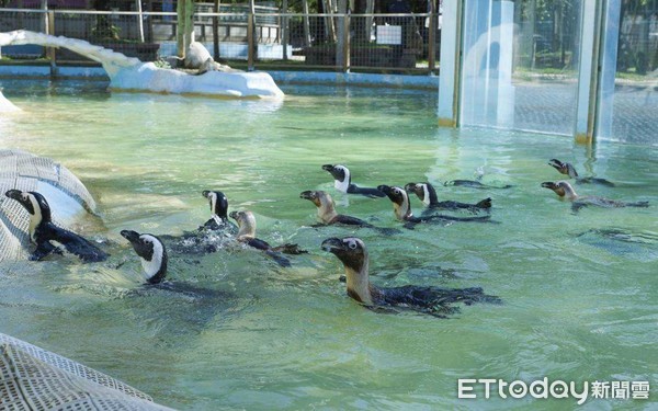 ▲台南頑皮世界動物園推出「玩樂總動員」，號召全台大小朋友兒童節來和動物一起玩玩具，透過動物解說學習保育，還有闖關遊戲拿獎品。（圖／記者林悅翻攝，下同）